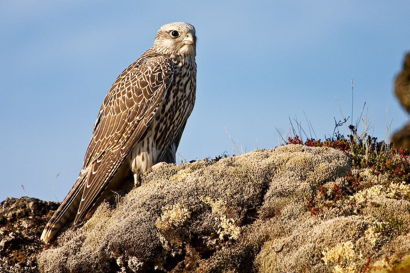 Halcón gerifalte (Falco rusticolus)