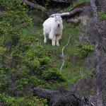 Cabra blanca o cabra de las rocosas (Oreamnos americanus)