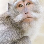 Macaco cangrejero (Macaca fascicularis)