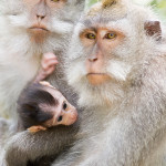 Macaco cangrejero (Macaca fascicularis)