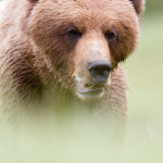 Oso grizzlie (Ursus arctos horribilis)