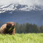 Oso grizzlie (Ursus arctos horribilis) en su entorno