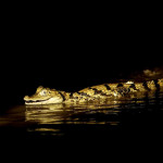 Caimán blanco (Caiman crocodilus)