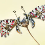 Mariposa arlequín (Zerynthia rumina)