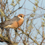 Cernícalo patirrojo (Falco vespertinus)