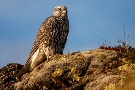Halcón gerifalte
