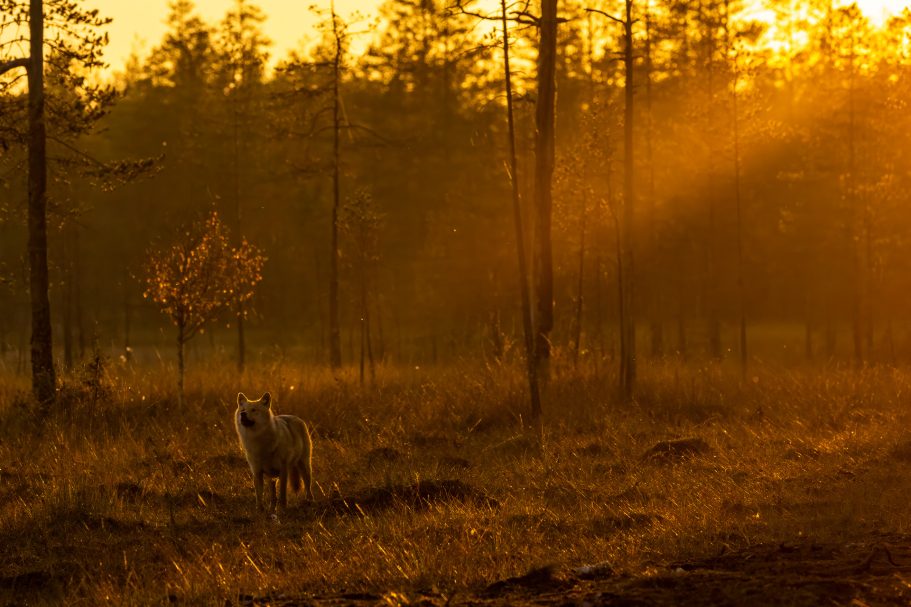 Lobo (Finlandia)