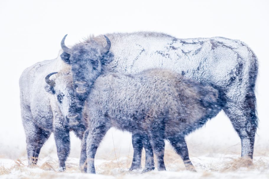 Bisontes (Polonia)