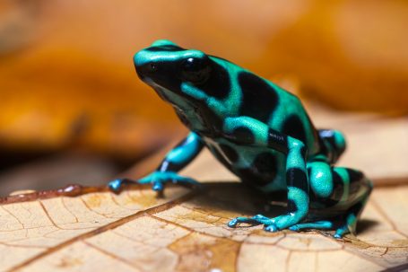 Rana verdinegra