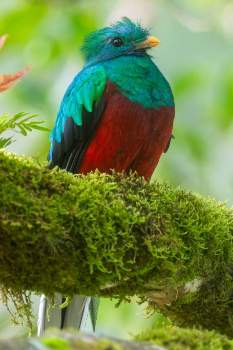 Quetzal