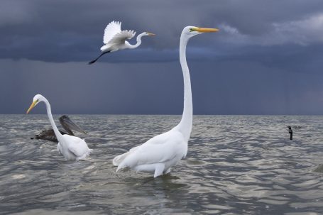 Garzas y tormenta