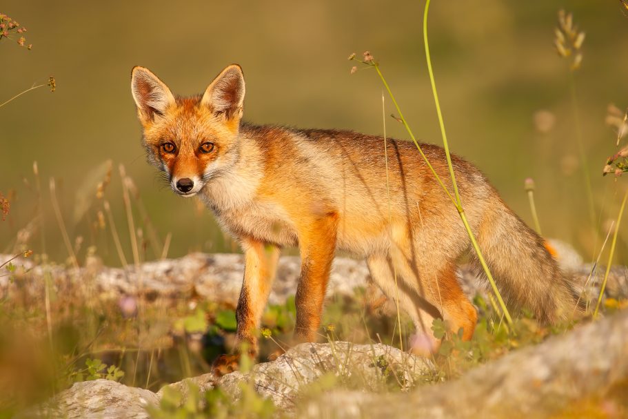 Zorro al atardecer