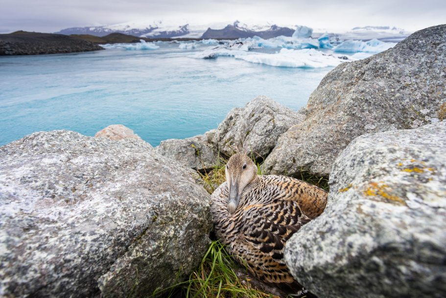 Hembra de eider