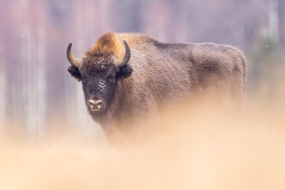 Bisonte (Polonia)