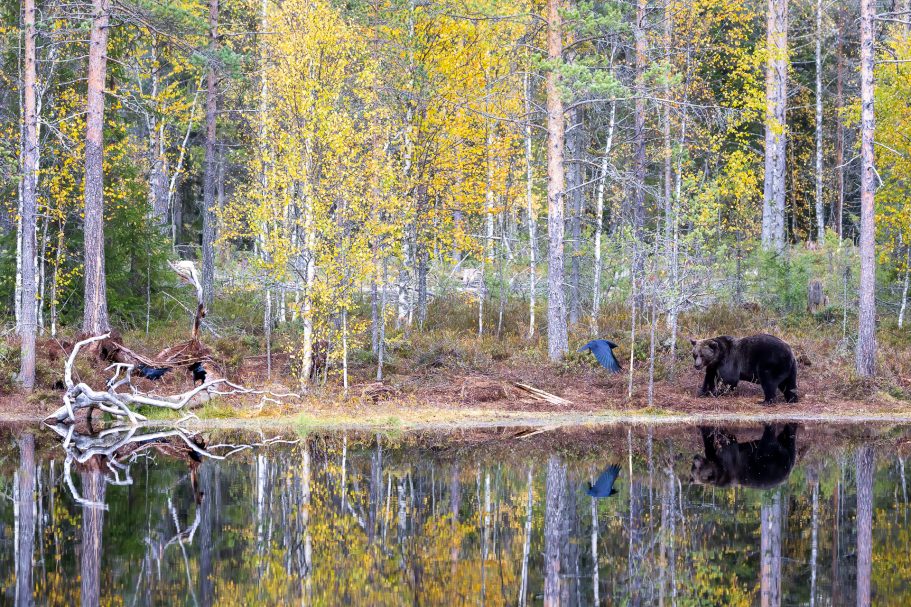 Oso (Finlandia)