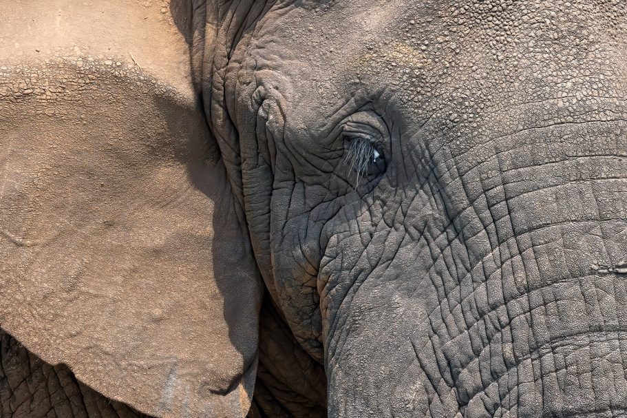 Retrato de elefante