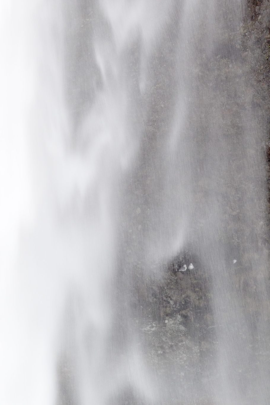 Fulmar en cascada
