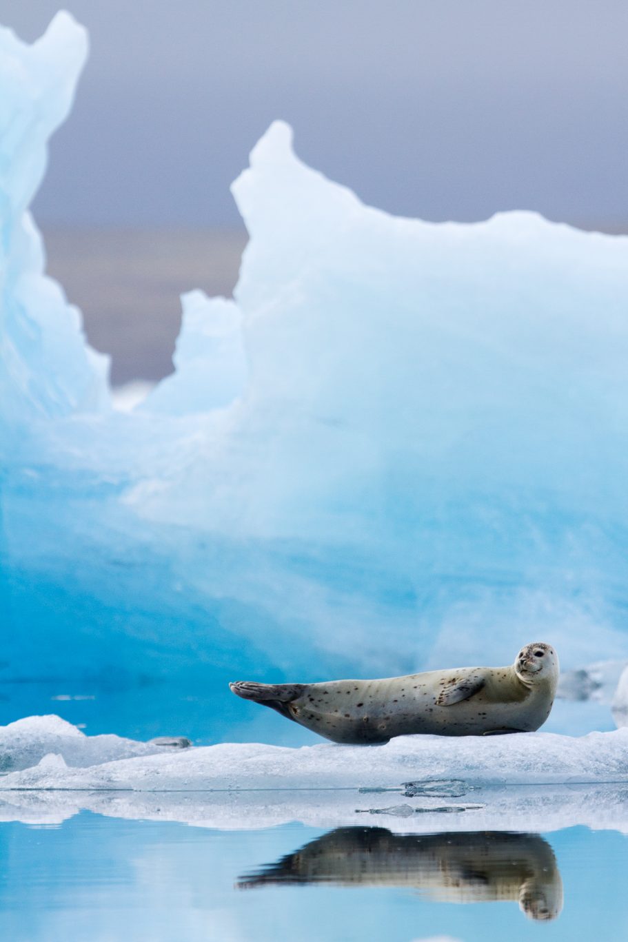 Foca en un glaciar
