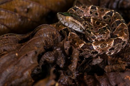 Serpiente terciopelo