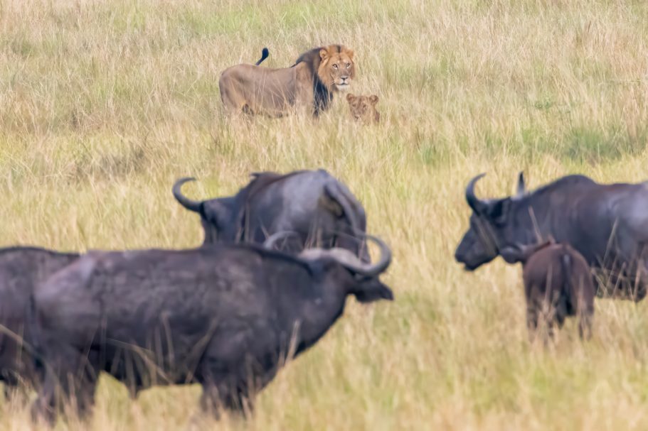 Leones y búfalos