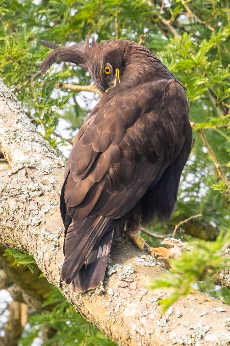 Águila crestilarga