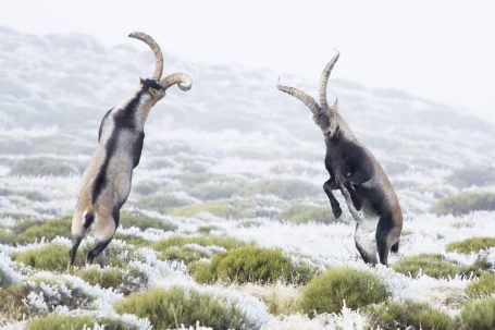 Pelea de cabras montesas