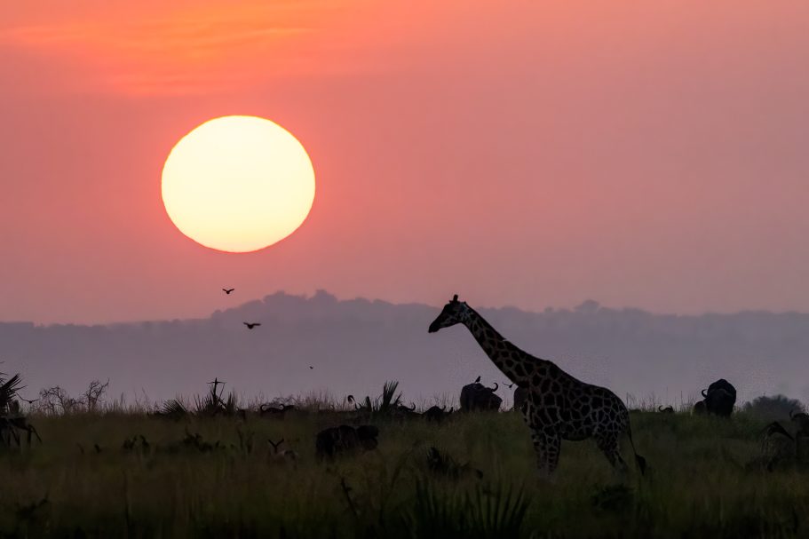 Jirafa al amanecer
