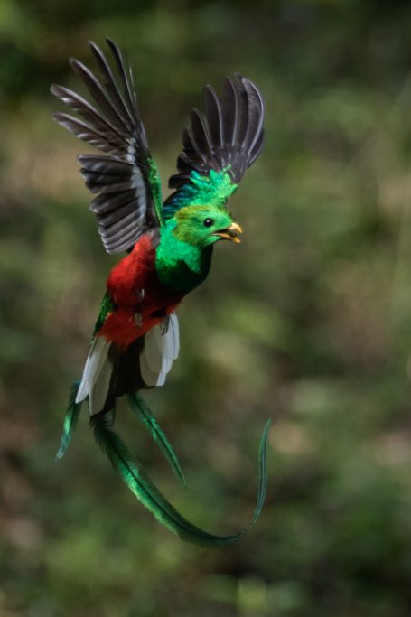 Quetzal en vuelo